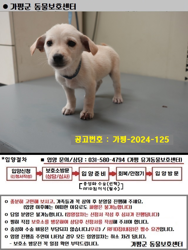 믹스견 이미지 파일 입니다.